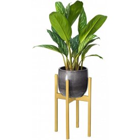 Цветочница Oxalis 40