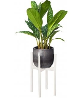 Цветочница Oxalis 20