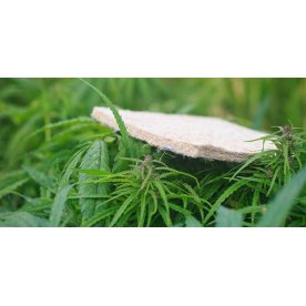 Матрас Sativa L