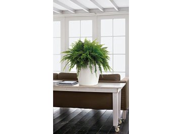 Кашпо Lechuza 13223 CLASSICO Color 35
