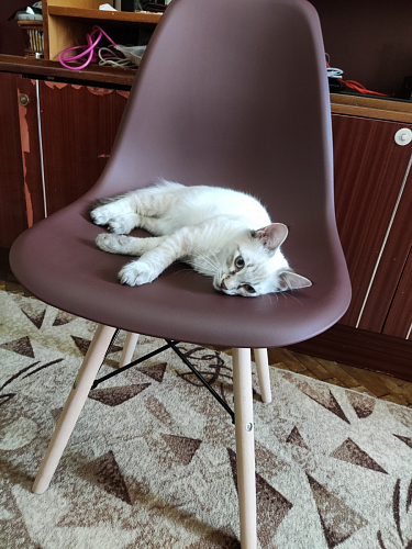 Стул Eames light green фото покупателя 585