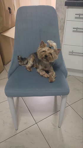 Стул на металлокаркасе Kora white / gray фото покупателя 332