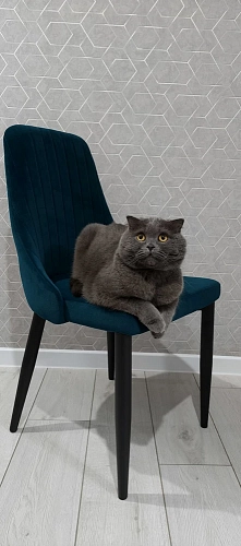 Стул на металлокаркасе Kora white / gray фото покупателя 166