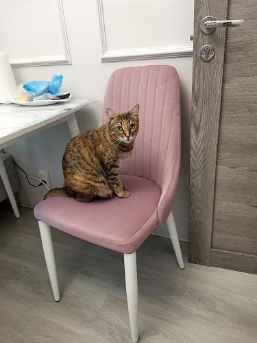 Стул на металлокаркасе Kora white / gray фото покупателя 585