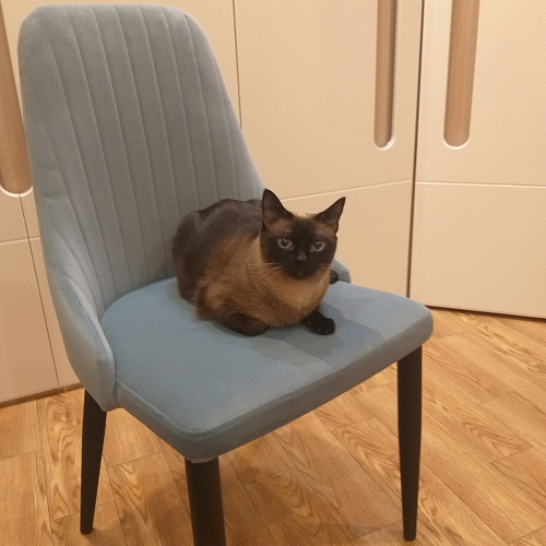 Стул на металлокаркасе Kora white / gray фото покупателя 339