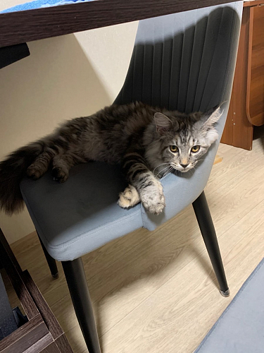 Стул на металлокаркасе Kora white / gray фото покупателя 189