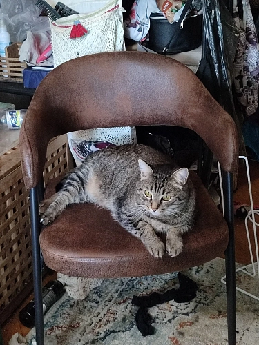 Стул на металлокаркасе Twin gray / black фото покупателя 24