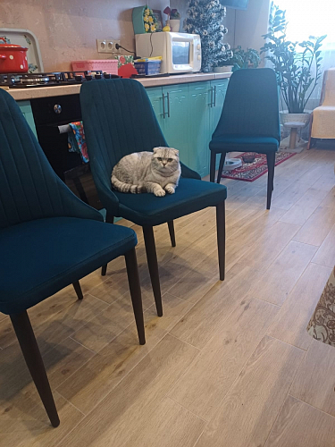 Стул на металлокаркасе Kora white / gray фото покупателя 565