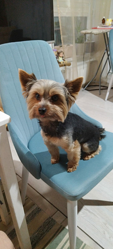 Стул на металлокаркасе Kora white / gray фото покупателя 268